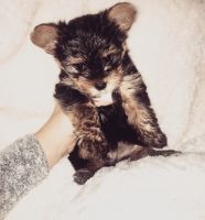 Yorkshire Terrier Puppies for sale in Sandpoint, ID 83864, USA. price: NA
