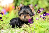 Yorkshire Terrier Puppies for sale in Rancho Cordova, CA, USA. price: NA