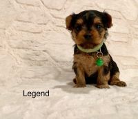 Yorkshire Terrier Puppies for sale in Murphy, NC 28906, USA. price: NA