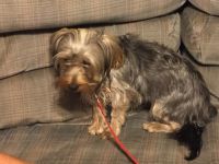 Yorkshire Terrier Puppies for sale in Colstrip, MT 59323, USA. price: NA
