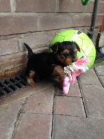 Yorkshire Terrier Puppies for sale in Sacramento, CA, USA. price: NA