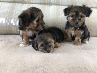Yorkshire Terrier Puppies for sale in Detroit, MI, USA. price: NA