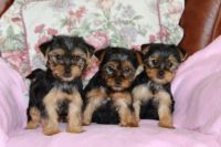 Yorkshire Terrier Puppies for sale in Detroit, MI, USA. price: NA