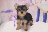 Yorkshire Terrier Puppies for sale in Las Vegas, NV 89139, USA. price: NA