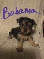 Yorkshire Terrier Puppies for sale in DeLand, FL, USA. price: NA