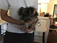 Yorkshire Terrier Puppies for sale in Rancho Cucamonga, CA, USA. price: NA