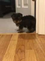 Yorkshire Terrier Puppies for sale in Plymouth, MA 02360, USA. price: NA