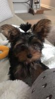 Yorkshire Terrier Puppies for sale in Jacksonville, NC, USA. price: NA