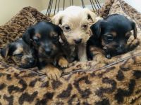 Yorkshire Terrier Puppies for sale in Weston, FL, USA. price: NA