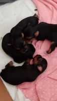 Yorkshire Terrier Puppies for sale in Lowell, MA, USA. price: NA