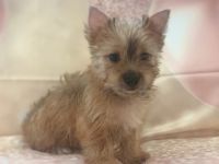 Yorkshire Terrier Puppies for sale in Suwanee, GA 30024, USA. price: NA