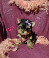 Yorkshire Terrier Puppies for sale in Camdenton, MO 65020, USA. price: NA