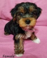 Yorkshire Terrier Puppies for sale in Dawsonville, GA 30534, USA. price: NA