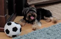 Yorkshire Terrier Puppies for sale in Antelope, CA, USA. price: NA