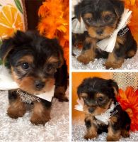 Yorkshire Terrier Puppies for sale in Salem, MO 65560, USA. price: NA
