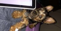 Yorkshire Terrier Puppies for sale in Altadena, CA, USA. price: NA
