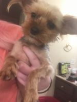Yorkshire Terrier Puppies for sale in Winchester, TN 37398, USA. price: NA