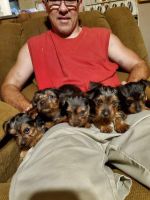 Yorkshire Terrier Puppies for sale in 124 Madden Road, Purvis, MS 39475, USA. price: NA