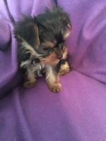 Yorkshire Terrier Puppies for sale in Mechanicsville, VA, USA. price: NA