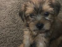 Yorkshire Terrier Puppies for sale in Rome, GA 30165, USA. price: NA