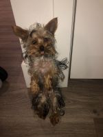 Yorkshire Terrier Puppies for sale in Long Beach, CA 90806, USA. price: NA