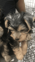 Yorkshire Terrier Puppies for sale in The Bronx, NY 10457, USA. price: NA