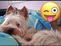 Yorkshire Terrier Puppies for sale in Pembroke Pines, FL, USA. price: NA