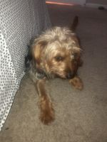 Yorkshire Terrier Puppies for sale in 9712 Bosque Creek Cir, Tampa, FL 33619, USA. price: NA