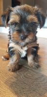 Yorkshire Terrier Puppies for sale in Kennesaw, GA, USA. price: NA