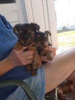 Yorkshire Terrier Puppies for sale in Wilmington, DE, USA. price: NA
