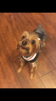 Yorkshire Terrier Puppies for sale in 630 SE Yamhill St, Portland, OR 97214, USA. price: NA