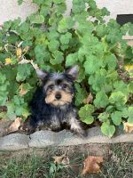 Yorkshire Terrier Puppies for sale in Sacramento, CA, USA. price: NA