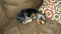 Yorkshire Terrier Puppies for sale in 655 Lake Vincent Rd, Aiken, SC 29801, USA. price: NA