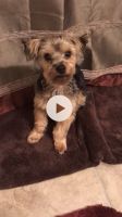 Yorkshire Terrier Puppies for sale in Hattiesburg, MS 39402, USA. price: NA