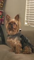 Yorkshire Terrier Puppies for sale in North Salt Lake, UT, USA. price: NA