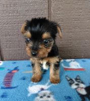 Yorkshire Terrier Puppies for sale in Cut Off, LA 70345, USA. price: NA