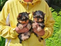 Yorkshire Terrier Puppies for sale in 02906 Sereno Ln, Fort Worth, TX 76244, USA. price: NA