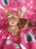 Yorkshire Terrier Puppies for sale in Fredericktown, MO 63645, USA. price: NA