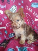 Yorkshire Terrier Puppies for sale in Fredericktown, MO 63645, USA. price: NA