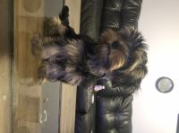 Yorkshire Terrier Puppies for sale in Chicago Loop, Chicago, IL, USA. price: NA