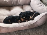Yorkshire Terrier Puppies for sale in Manteca, CA, USA. price: NA