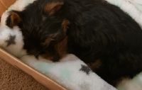 Yorkshire Terrier Puppies for sale in Cedar Lake, IN 46303, USA. price: NA