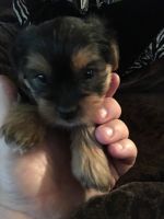 Yorkshire Terrier Puppies for sale in Green Bay, WI, USA. price: NA