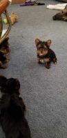 Yorkshire Terrier Puppies for sale in Puyallup, WA, USA. price: NA