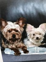 Yorkshire Terrier Puppies for sale in DeLand, FL, USA. price: NA