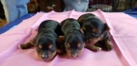 Yorkshire Terrier Puppies for sale in Huntsville, TX 77320, USA. price: NA