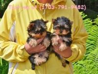 Yorkshire Terrier Puppies for sale in 90004 Picadilly Blvd, Mesquite, TX 75149, USA. price: NA