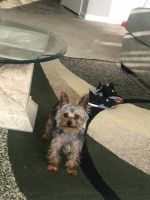 Yorkshire Terrier Puppies for sale in Matteson, IL 60443, USA. price: NA