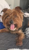Yorkshire Terrier Puppies for sale in Southfield, MI, USA. price: NA