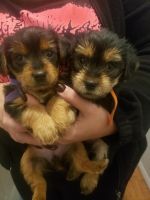 Yorkshire Terrier Puppies for sale in Jamaica, NY 11418, USA. price: NA
